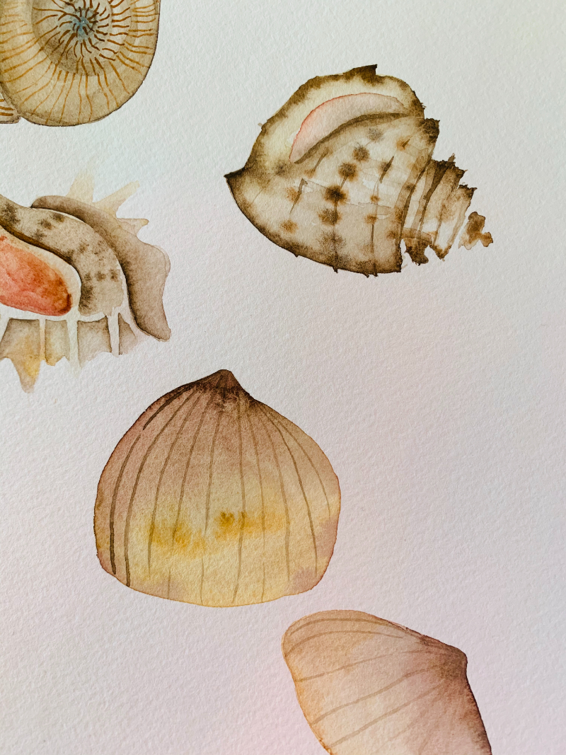 Delicate watercolor seashell studies painted in soft neutral tones on textured white paper.
